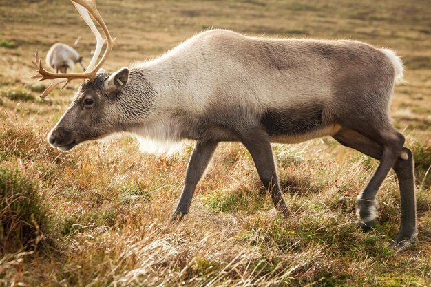 Reindeer walks through a large pasture in Scotland