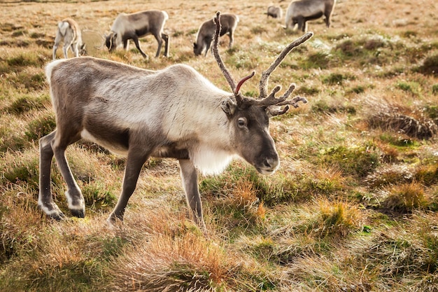 Reindeer walks through a large pasture in Scotland