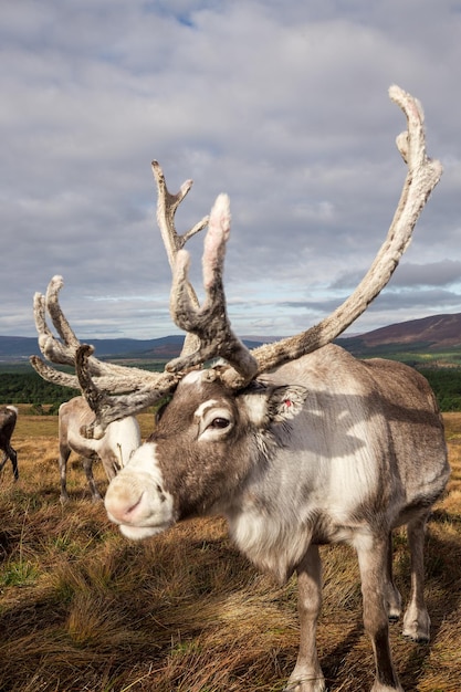 Reindeer walks through a large pasture in Scotland