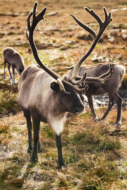 Reindeer walks through a large pasture in Scotland