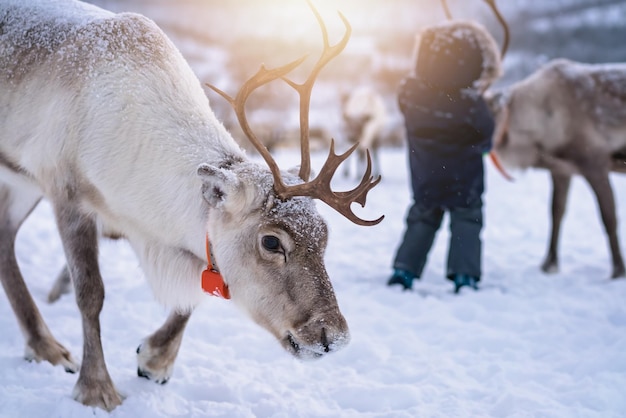 Reindeer with massive antlers wandering in snow