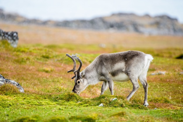 Reindeer