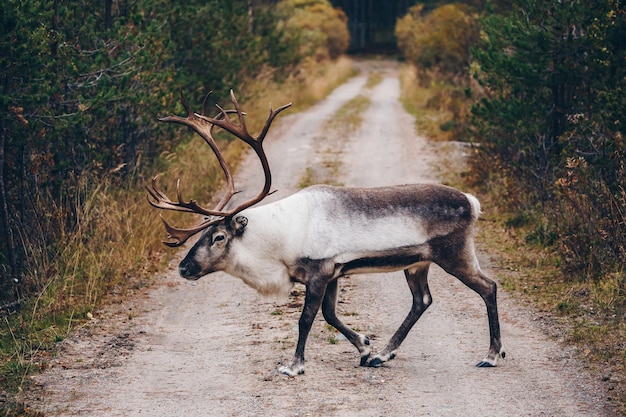 Reindeers walking on the road in autumn season in Finland Lapland