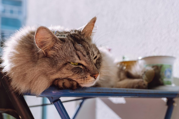 Relaxed domestic gray fluffy cat sleeps on balcony, basks in sun