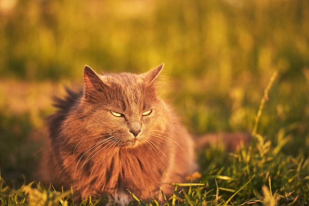 Relaxed Young Cat Enjoying the Sunny Green Garden The cat lies on the ground Relaxed black pet in the wild