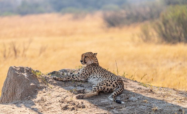 Relaxing Cheetah in the Kruger National Park South Africa