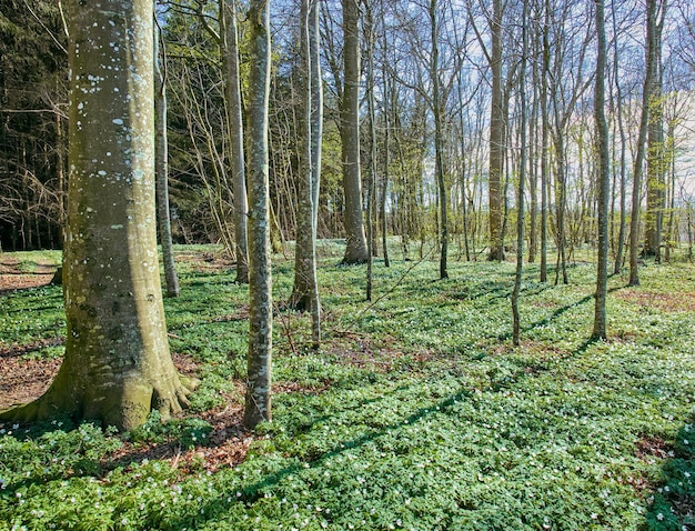 A relaxing and peaceful nature landscape of a beautiful sunny forest of old trees during summer The great outdoors ripe with natural grass flowers and foliage A bright recreational jungle