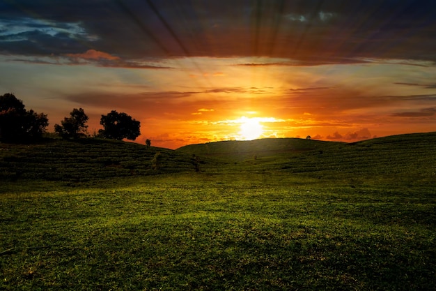 Relaxing sunset sky in grassland