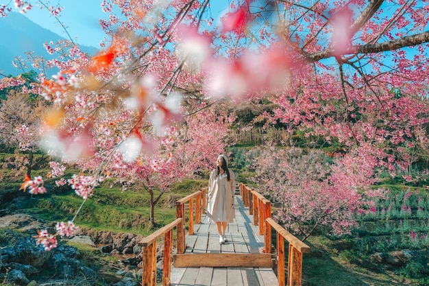 Relaxing in the tree area of Springtime Sakura Flower Cherry Blossom Nang Phaya Sua Krong flower at Chiang Mai Thailand