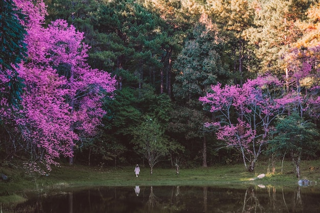 Relaxing in the tree area of Springtime Sakura Flower Cherry Blossom Nang Phaya Sua Krong flower at Chiang Mai Thailand