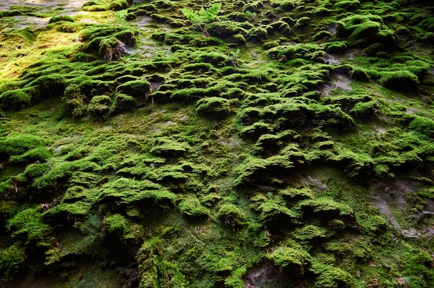 Photo relief of rock with moss. cliff natural background. rock covered with moss.