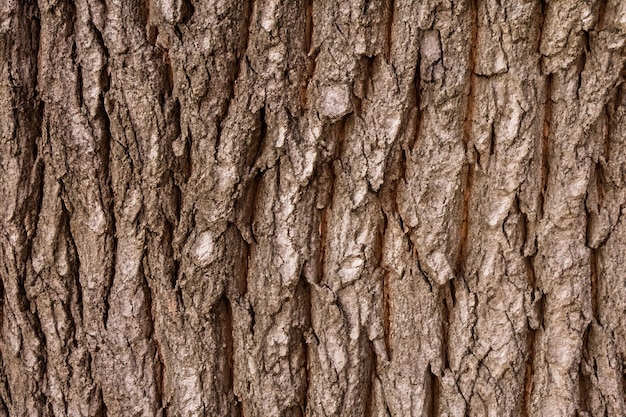 Photo relief texture of the brown bark of a tree close up