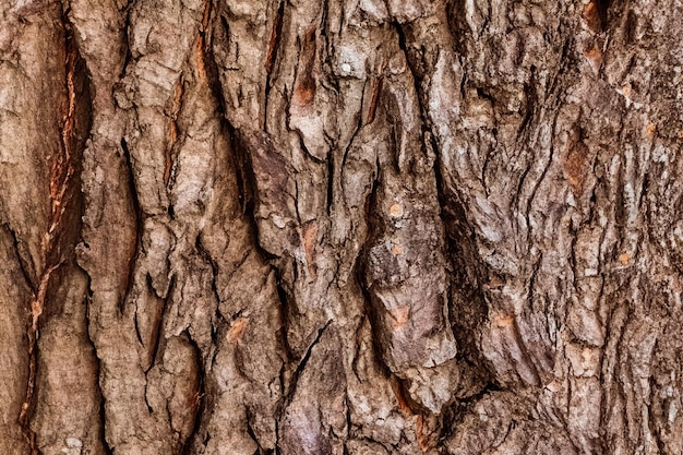 Photo relief texture of the brown bark of a tree close up