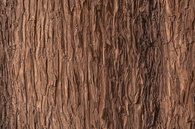 Photo relief texture of the brown bark of a tree close up