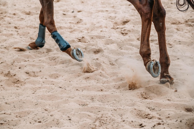 Removes of the legs a horse sports equipment  Kneecaps and bandages