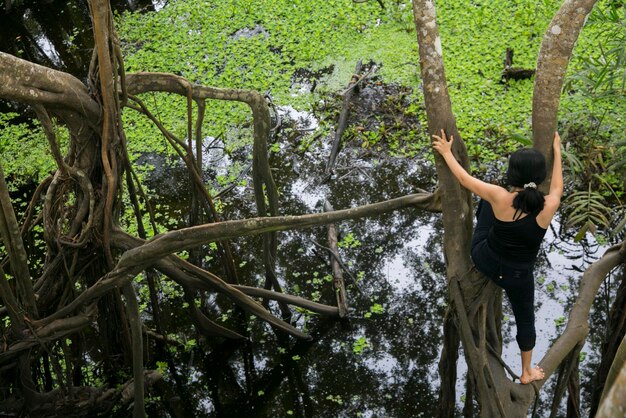 Photo the renaco is a tree that grows in rivers lakes and aquatic forests in amazonian