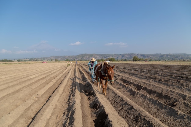 Renewed Traditions Modern Farmer Using His Smartphone While Working with a Horse in the Field