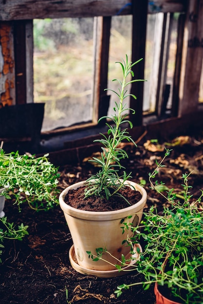 Repotted Rosemary in Backyard Garden