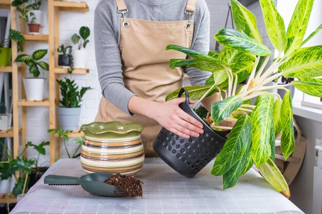 Photo repotting a home plant aglaonema into new pot in home interior woman in an apron caring for a potted plant