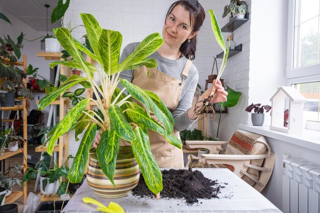 Photo repotting a home plant aglaonema into new pot in home interior woman in an apron separate baby from mother plant vegetative reproduction