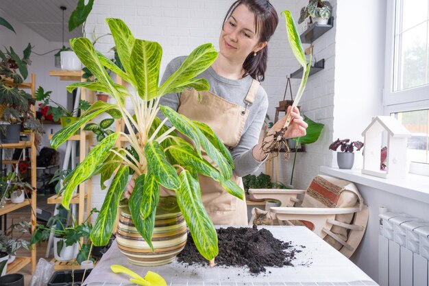 Photo repotting a home plant aglaonema into new pot in home interior woman in an apron separate baby from mother plant vegetative reproduction