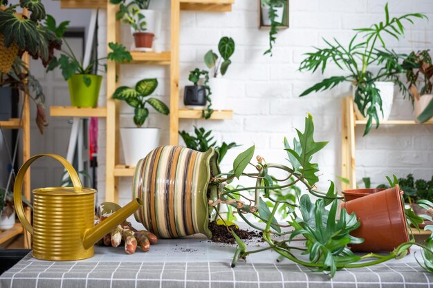 Repotting a home plant Philodendron into new pot in home interior Caring for a potted plant earthen lump with roots layout of garden equipment on the table