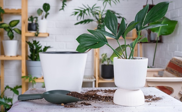 Repotting home plant philodendron with a lump of roots into new bigger pot Caring for a potted plant layout on table with soil shovel ornamental flowerpot