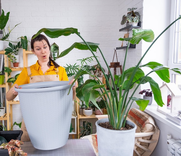 Repotting home plant strelitzia nicolai into new pot big basket in home interior Woman in an apron surprised by the large size Caring for a potted plant strelitzia reginae