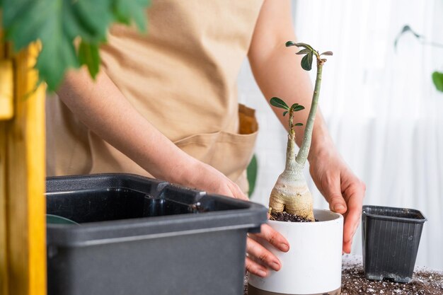 Repotting a home plant succulent adenium into new pot Caring for a potted plant layout on the table with soil shovel hands of woman in apron