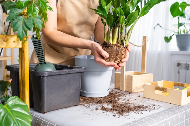 Repotting overgrown home plant succulent Zamioculcas with a lump of roots and bulb into new bigger pot Caring for potted plant hands of woman in apron mock up