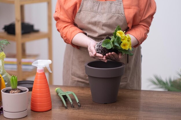 Repotting a yellow primrose house plant to decorative flower pot at home by woman hands