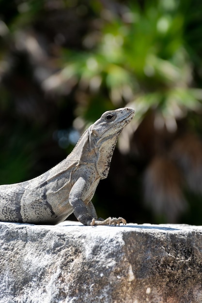 Reptile Iguana sitting on rocks near Mayan ruins in Mexico