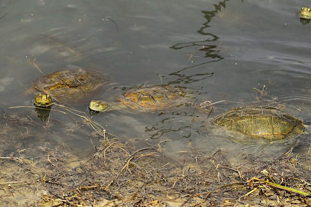 Reptiles in their natural environment.