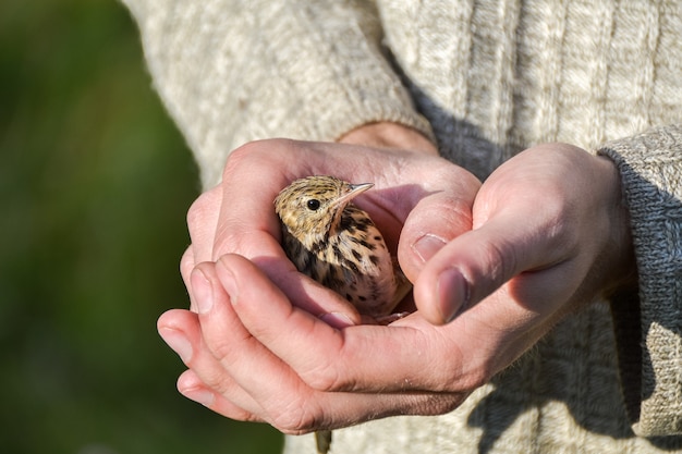 a rescued little bird in the hands of a caring person