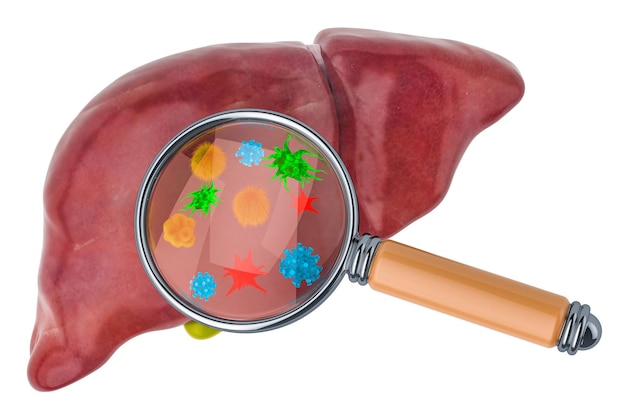 Research and diagnosis of liver diseases concept Human liver with viruses and bacterias under magnifying glass 3D rendering