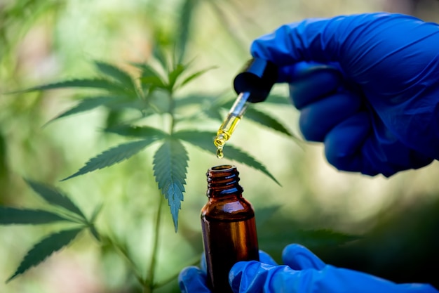 Researcher hold a bottle of hemp oil, marijuana product for medical use