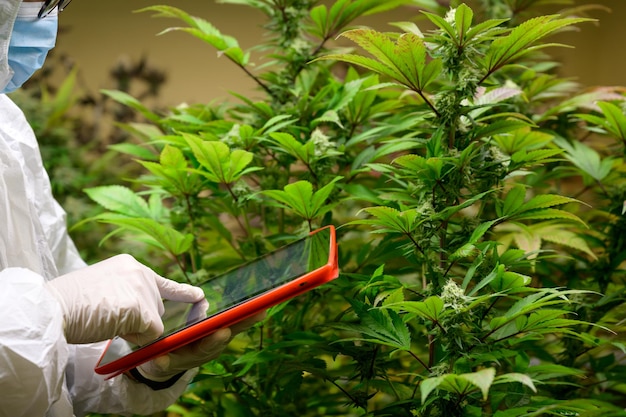 Researchers care for cannabis plants wearing protective clothing in indoor farms Check out cannabis strains with high CBD content free cannabis concept