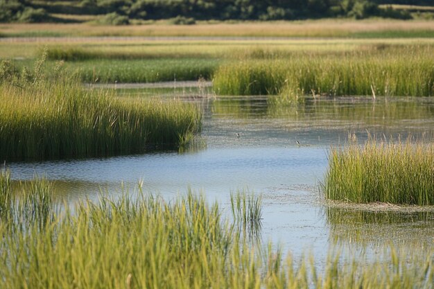 Photo researching the influence of irrigation on wetland generative ai