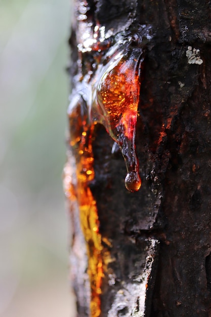 Resin seeping from the trunk of the tree