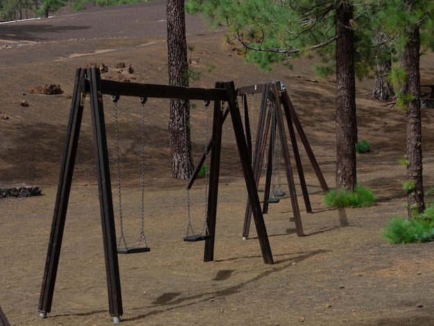 Rest area between Canarian pines in Teide National Park