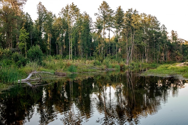 Rest zone. Blue water in a forest lake with pine trees. The forest is reflected in the water.