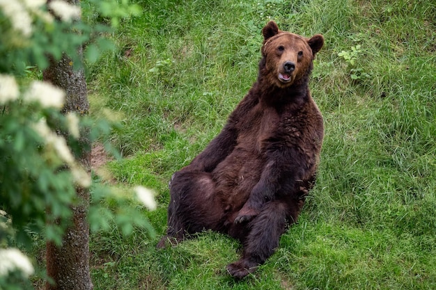 Resting brown bear Ursus arctos in the forest