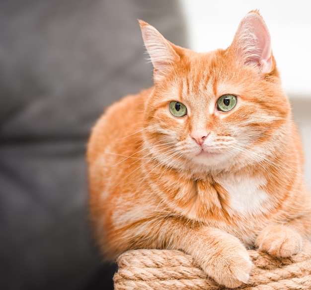 Resting ginger cat