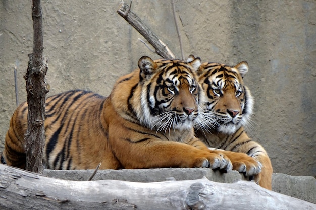 Resting Royals A Pair of Bengal Tigers Lounging