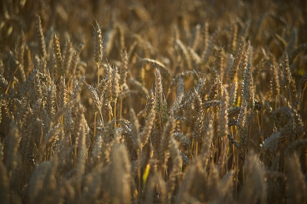 Resuming at sunset of a grain crop in italy, grain now ready for harvest.