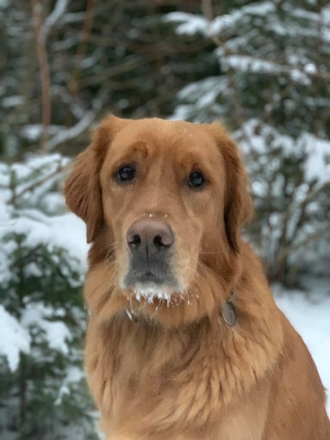 Retriever attentively looks into the camera on the background of snowy trees