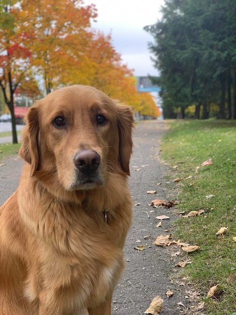 Retriever dog sits in cloudy weather on the road against the background of golden bright trees