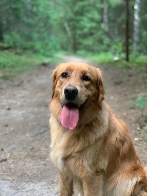 Retriever dog sits in the evening in the forest with his tongue hanging out