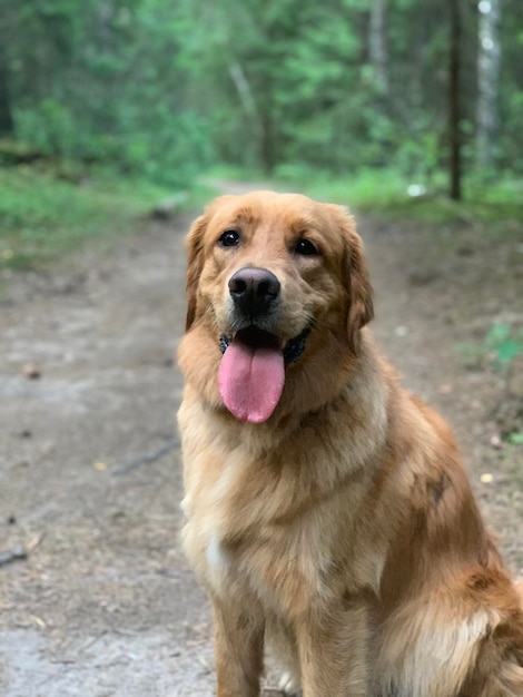 Retriever dog sits in the evening in the forest with his tongue hanging out