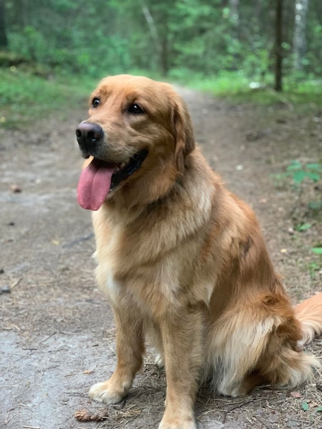 Retriever dog sits in the evening in the forest with his tongue hanging out